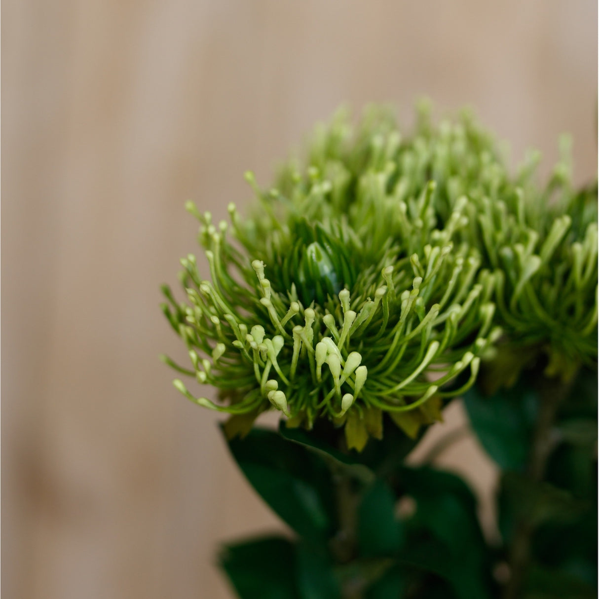 Close-up of the Hill Interiors Green Protea Lorea Stem, showing the cone-shaped bloom with spiky green petals and pale buds against a neutral background.
