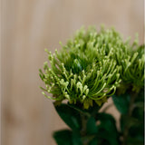 Close-up of the Hill Interiors Green Protea Lorea Stem, showing the cone-shaped bloom with spiky green petals and pale buds against a neutral background.