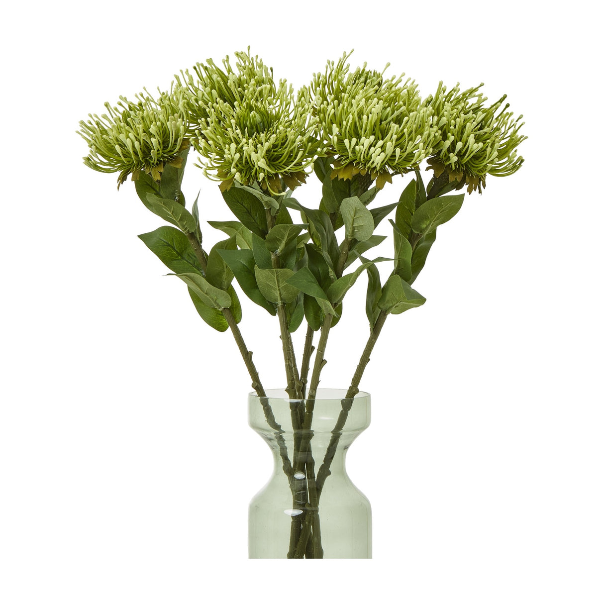 Hill Interiors Green Protea Lorea Stems arranged in a slim green glass vase, showing cone-shaped blooms with spiky petals and leafy stems on a white background.