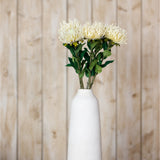 Cream Protea Lorea Stem