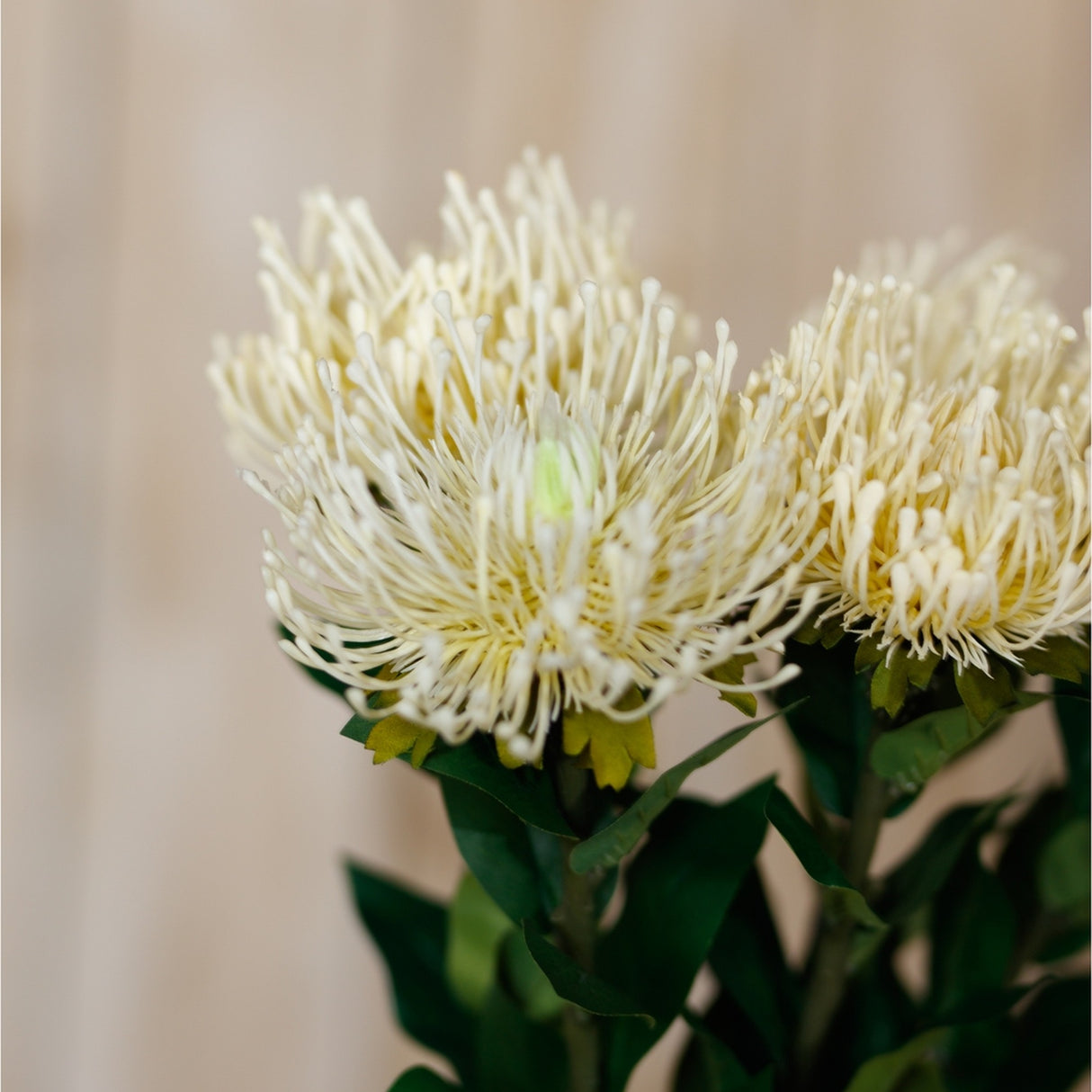 Cream Protea Lorea Stem