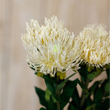 Cream Protea Lorea Stem