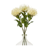 Cream Protea Lorea Stem