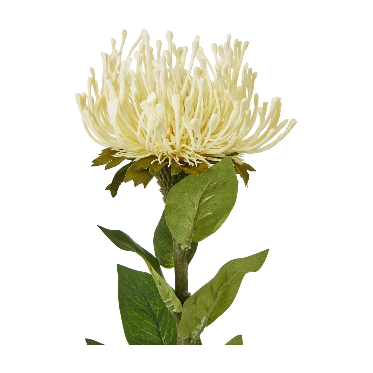 Cream Protea Lorea Stem