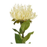 Cream Protea Lorea Stem