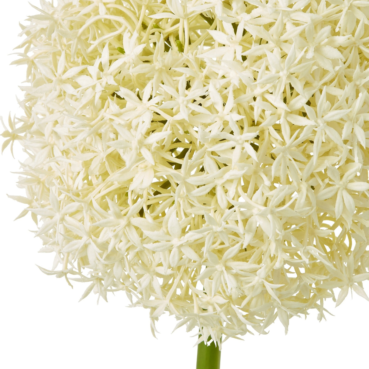 Close-up of Hill Interiors Cream Giant Allium Stem showing the rounded globe head of tiny cream star-shaped florets on a green plastic stalk.