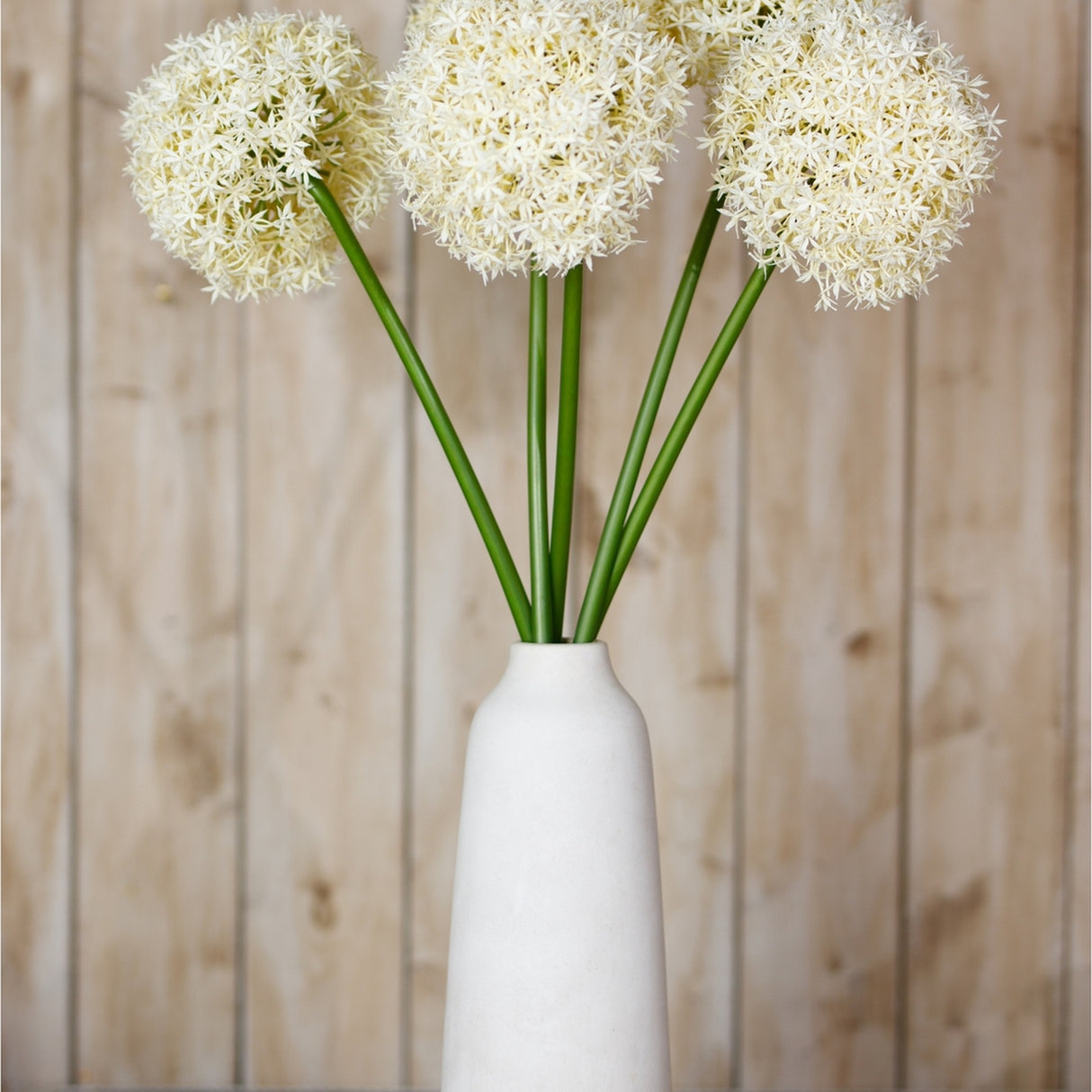 Hill Interiors Cream Giant Allium Stems arranged in a tall white ceramic vase, showing rounded floret heads on green stalks against a wooden panel backdrop.