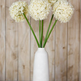 Hill Interiors Cream Giant Allium Stems arranged in a tall white ceramic vase, showing rounded floret heads on green stalks against a wooden panel backdrop.