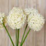 Cream Giant Allium Stems by Hill Interiors, faux flowers with rounded globe heads of tiny star-shaped florets on tall green plastic stalks.