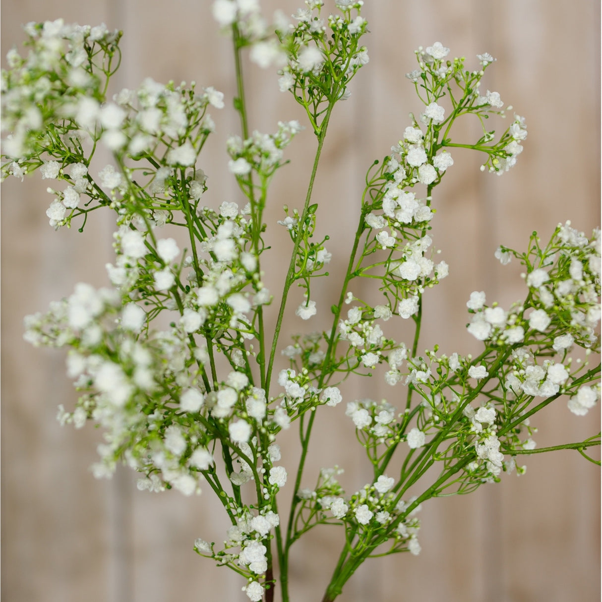 Close-up of Hill Interiors Cream Gypsophila Spray showing clusters of tiny cream blooms along fine green branching stems against a soft neutral background.