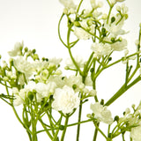 Close-up of Hill Interiors Cream Gypsophila Stem showing tiny cream blooms and buds clustered along fine green branching sprigs against a white background.