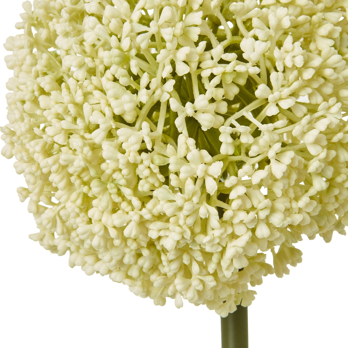 Close-up of Hill Interiors Cream Allium Stem with a globe-shaped bloom of tiny cream star-shaped florets on a green stem against a white background.