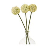 Three Hill Interiors Cream Allium Stems with round pom-pom florets on green stems, arranged in a clear glass bottle vase against a white background.