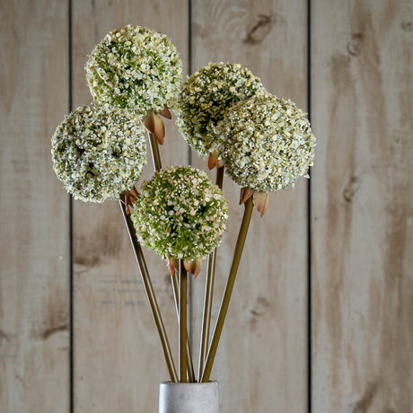 Hill Interiors Green Allium Stems arranged in a stone vase, showing rounded pale green floret globes on tall slim stems against a wooden plank backdrop.