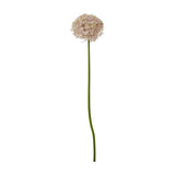 Hill Interiors Lilac Giant Allium Stem with a rounded pom-pom head of soft pink-lilac star florets on a tall bendable green stem, on white.