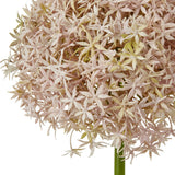 Close-up of Hill Interiors Lilac Giant Allium Stem showing the rounded head of tiny pale pink and green star-shaped florets on a green stem.