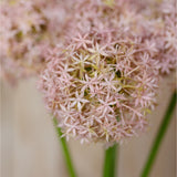 Close-up of Hill Interiors Lilac Giant Allium Stem showing the spherical head of tiny star-shaped pink florets on a green stem.