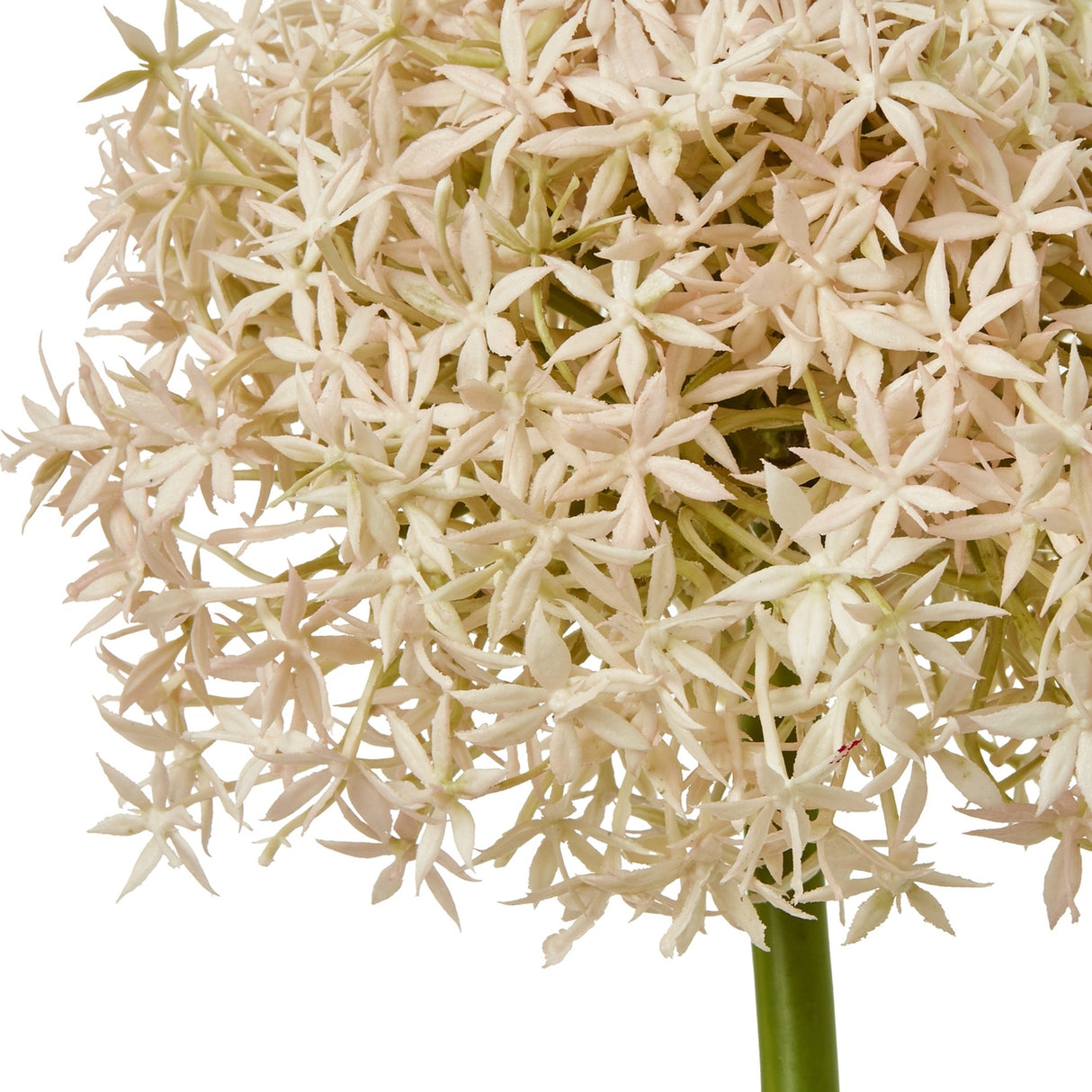 Close-up of Hill Interiors Pink Giant Allium Stem showing the spherical head of pale pink star-shaped florets on a green plastic stalk against white.