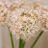 Close-up of the Hill Interiors Pink Giant Allium Stem showing the spherical head packed with tiny pale pink star-shaped florets on a green stalk.