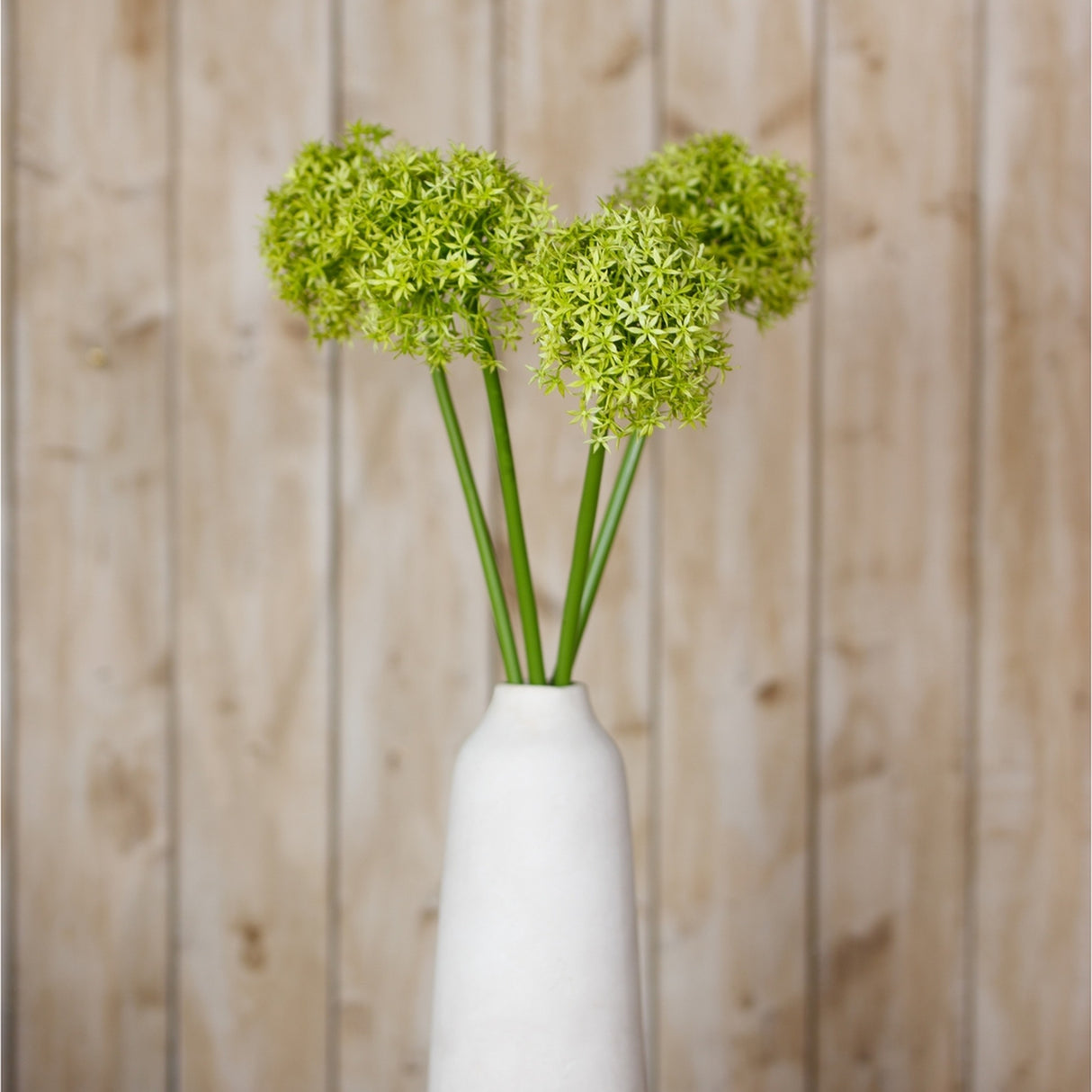 Three Hill Interiors Green Giant Allium Stems with spherical green floret heads on tall stems, arranged in a white vase against a light wood plank background.