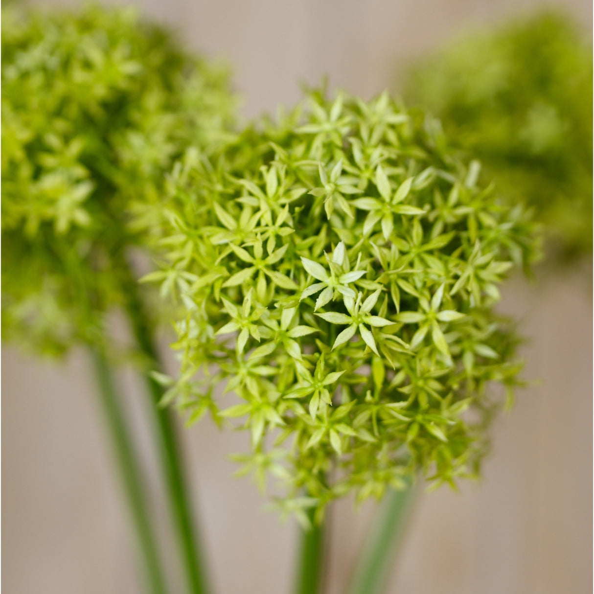 Close-up of Hill Interiors Green Giant Allium Stem showing the spherical head of small star-shaped green florets on a slender stem.