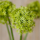 Close-up of Hill Interiors Green Giant Allium Stem showing the spherical head of small star-shaped green florets on a slender stem.