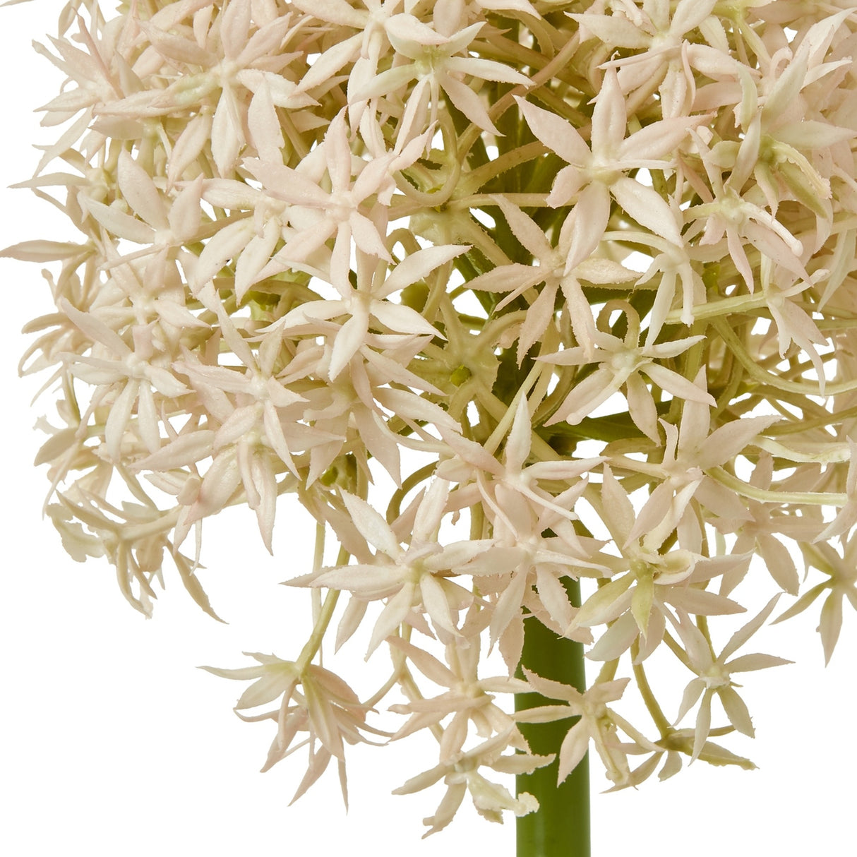 Close-up of Hill Interiors Pink Medium Allium Stem showing the globe-shaped head of soft pink star-shaped florets on a green stem against a white background.