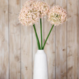 Hill Interiors Pink Medium Allium Stems arranged in a tall white ceramic vase against a light wooden plank background.