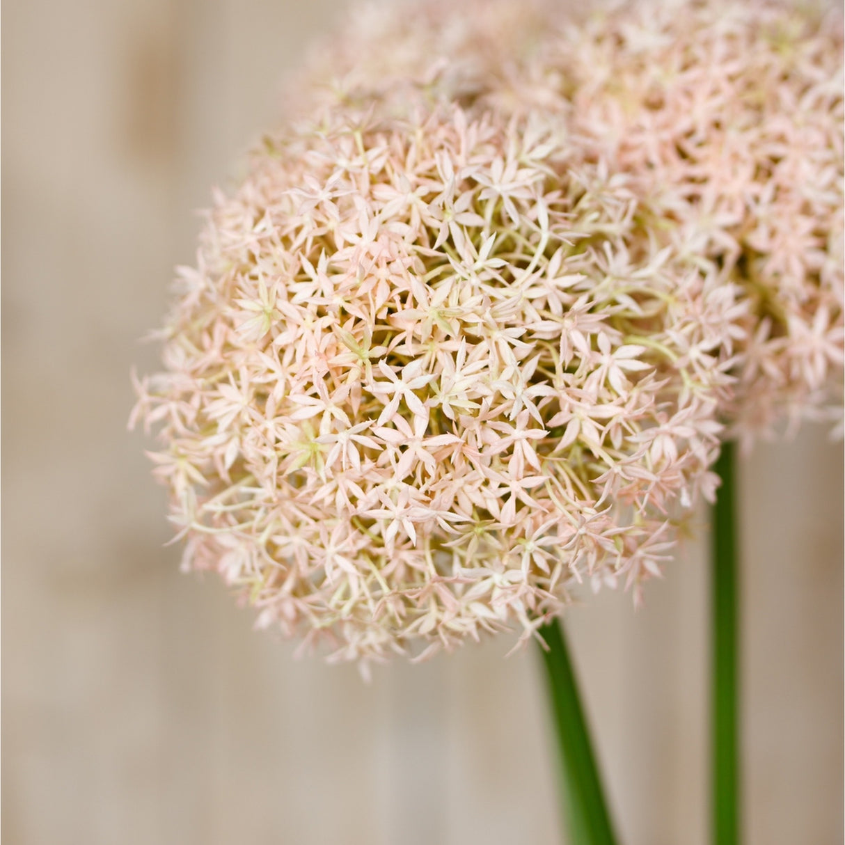 Close-up of the Hill Interiors Pink Medium Allium Stem showing a globe-shaped head of tiny star-shaped pink florets on a green stem.