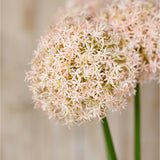 Close-up of the Hill Interiors Pink Medium Allium Stem showing a globe-shaped head of tiny star-shaped pink florets on a green stem.
