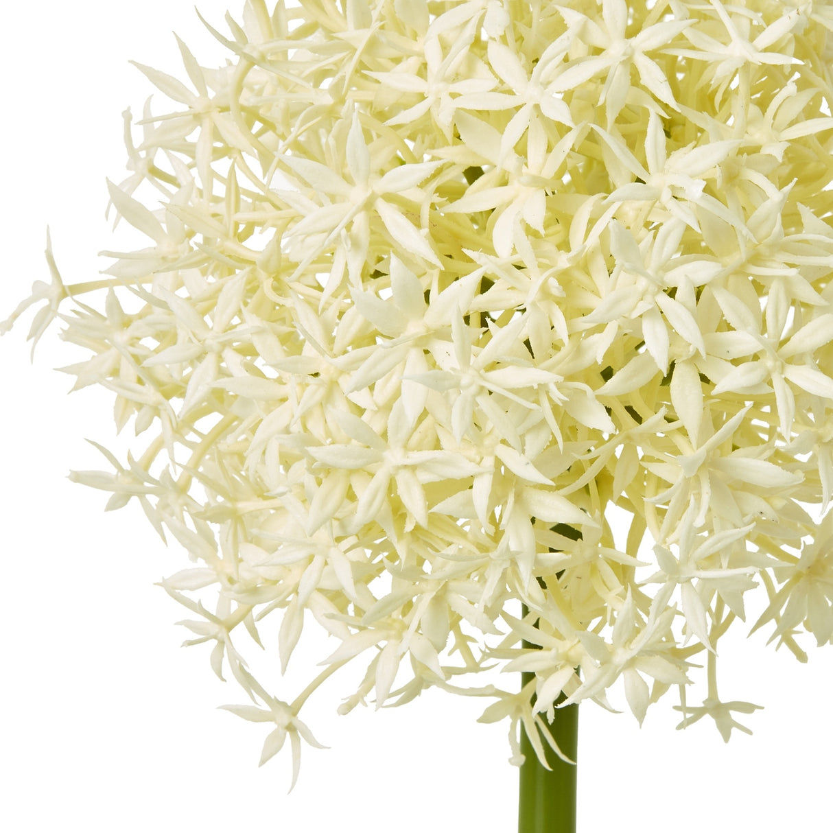 Close-up of the Hill Interiors Cream Medium Allium Stem showing the globe-shaped bloom of tiny cream star-shaped florets on a green stem against white.