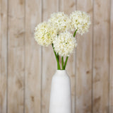 Three Hill Interiors Cream Medium Allium Stems with globe-shaped florets and green stems arranged in a white ceramic vase against a light wood panel background.