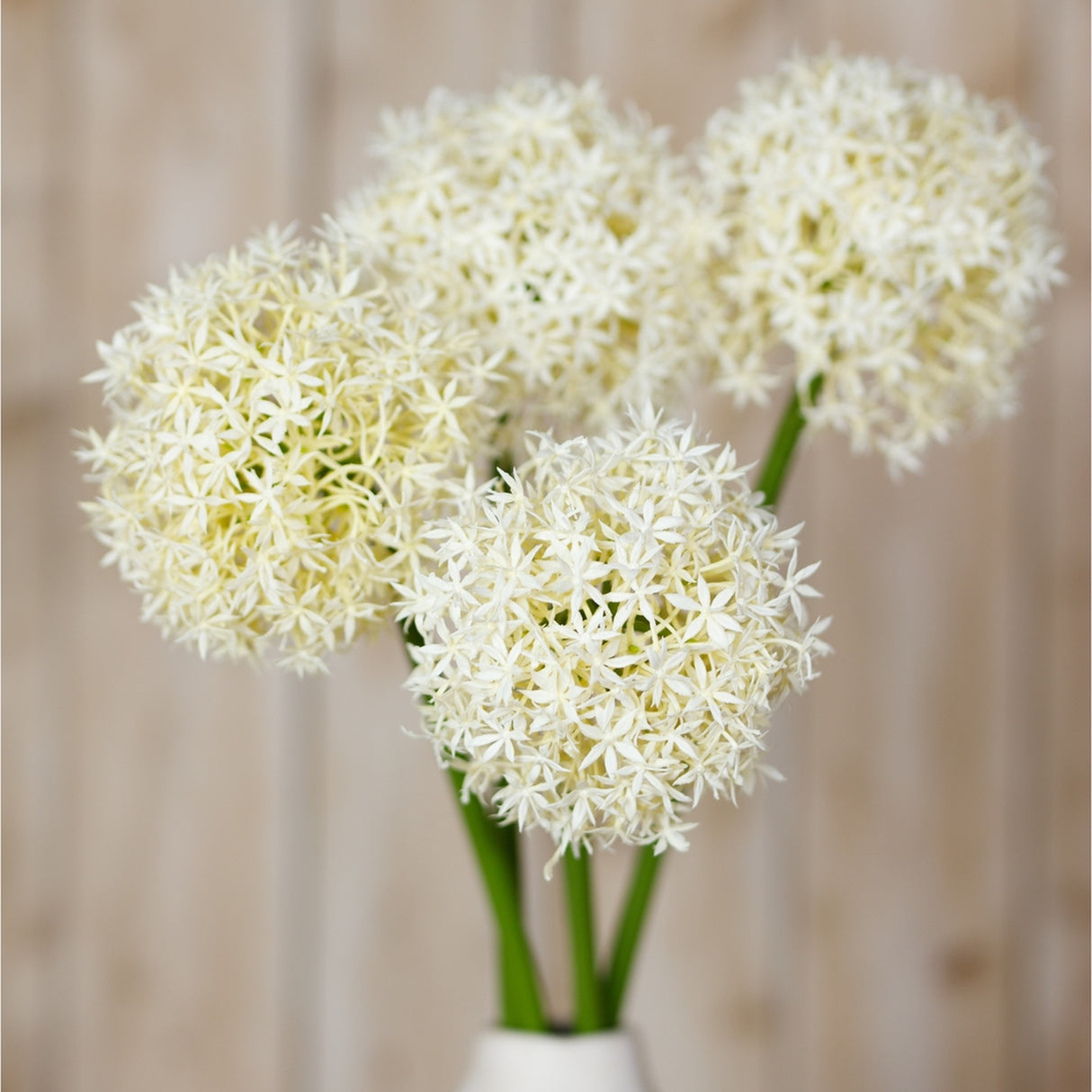 Hill Interiors Cream Medium Allium Stems arranged in a vase, showing rounded globe flowerheads of tiny cream florets on green bendable stems.