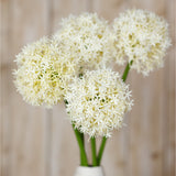 Hill Interiors Cream Medium Allium Stems arranged in a vase, showing rounded globe flowerheads of tiny cream florets on green bendable stems.