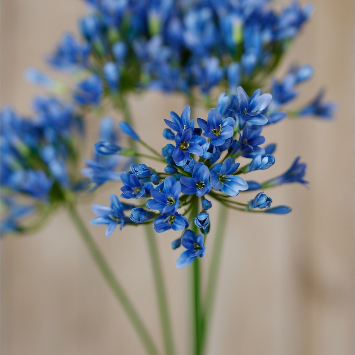Close-up of the Hill Interiors Blue Agapanthus Stem, showing rounded clusters of small trumpet-shaped blue blooms and buds on slim green stalks.