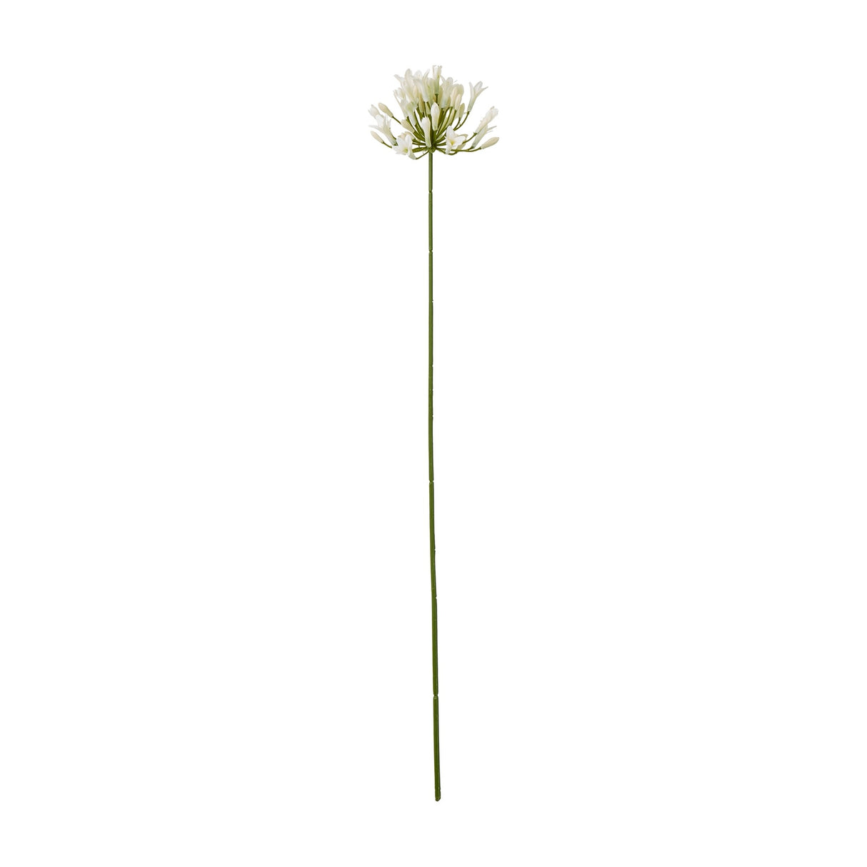 Hill Interiors Cream Agapanthus Spray, a tall faux flower stem with a rounded cluster of cream trumpet blooms and buds on a slim green stem.