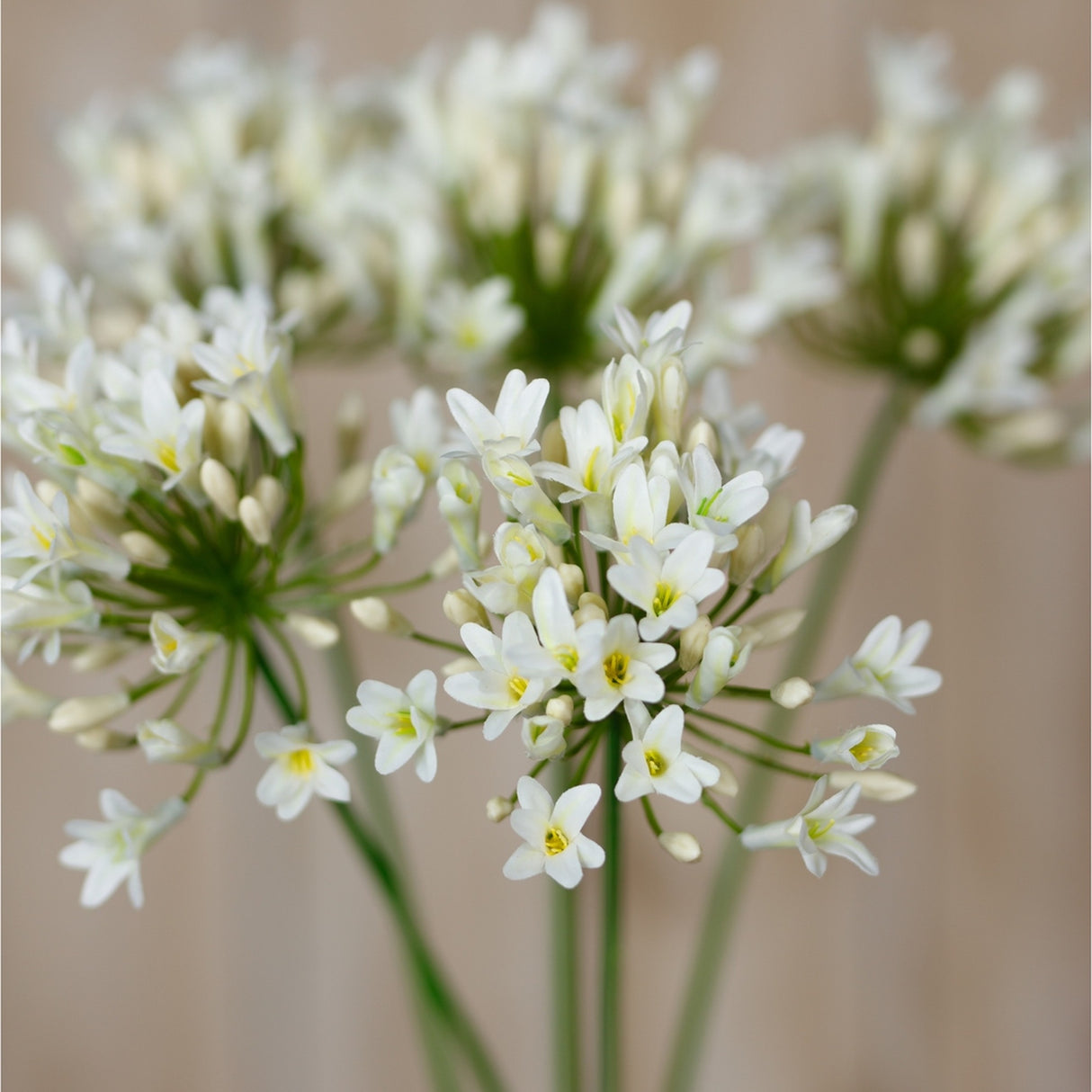 Hill Interiors Cream Agapanthus Spray faux stems with clustered cream trumpet-shaped blooms and slim buds on slender green stems against a neutral background.