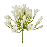 Hill Interiors Cream Agapanthus Spray with clustered cream trumpet blooms and slim buds fanning from a green stem, shown on a plain white background.