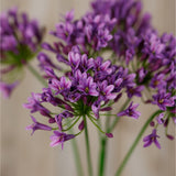 Close-up of the Hill Interiors Lilac Agapanthus Spray, showing rounded clusters of small purple blooms in shaded lilac and violet tones on slim green stems.