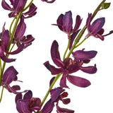 Close-up of Hill Interiors Purple Cymbidium Spray showing deep purple orchid blooms with layered petals along slender green stems on a white background.