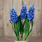 Hill Interiors Blue Hyacinth Stems arranged in a cream ceramic pot, showing three clustered blue floret spikes with slim green leaves against pale wood.
