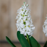 Hill Interiors White Hyacinth Stem with densely clustered star-shaped florets and green leaves, shown against a soft neutral background.