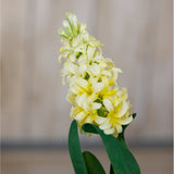 Hill Interiors Yellow Hyacinth Stem faux flower with densely clustered buttery yellow bell-shaped florets and slim green leaves against a neutral background.