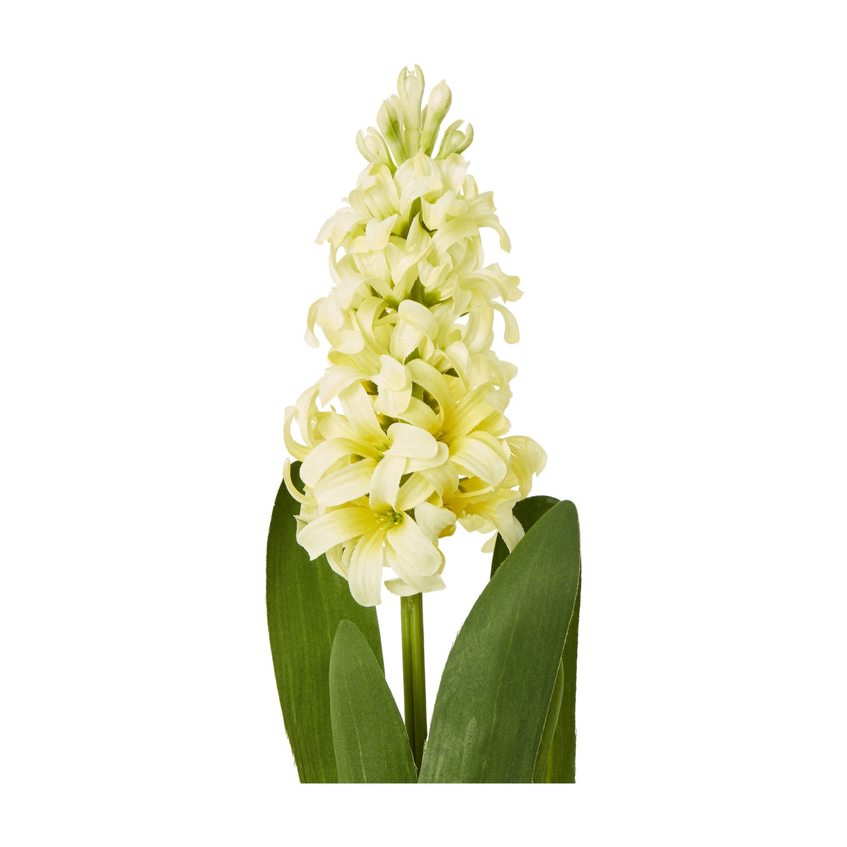 Hill Interiors Yellow Hyacinth Stem with densely clustered pale yellow bell-shaped florets on an upright spike framed by green leaves, on a white background.