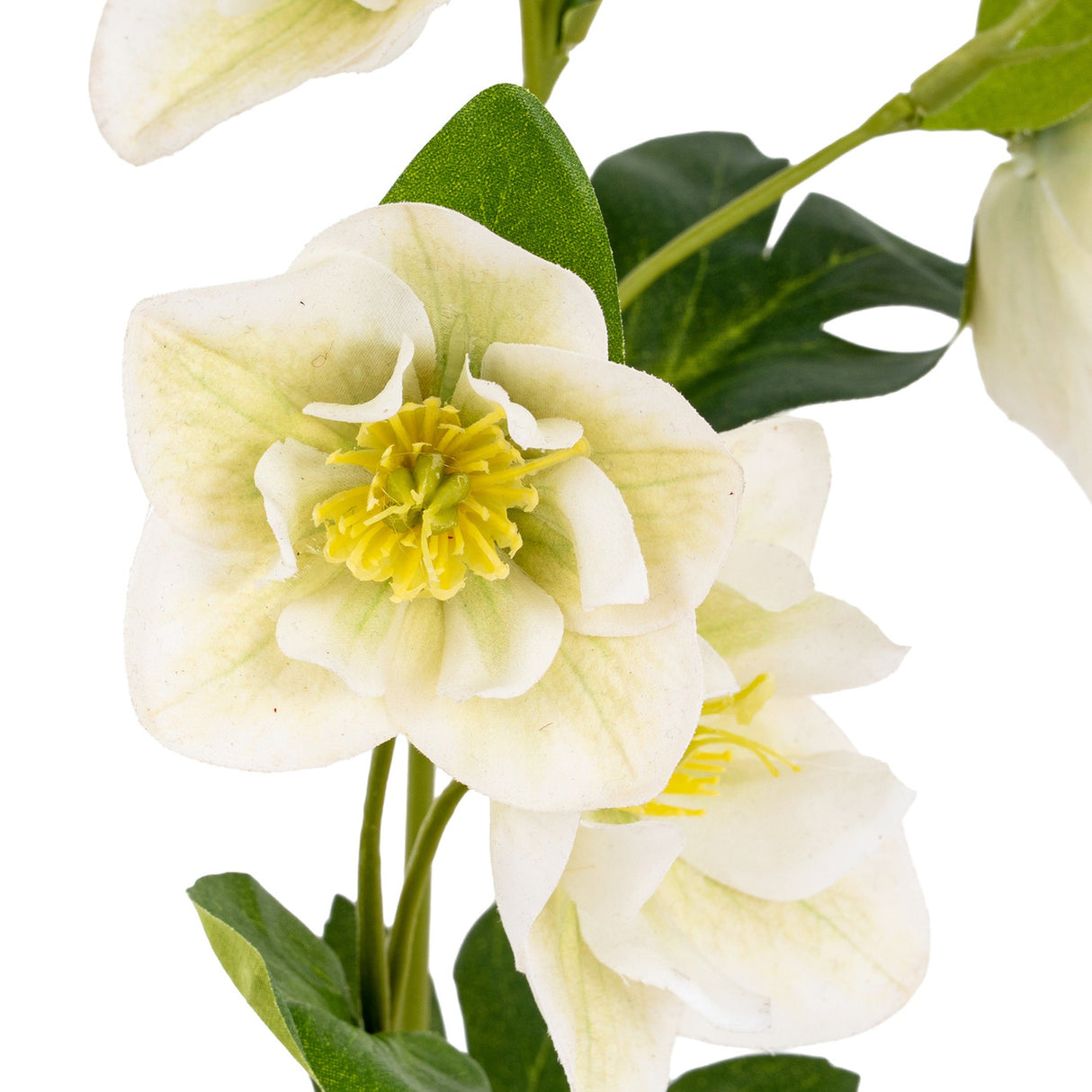 Close-up of the Hill Interiors White Hellebore Stem showing cup-shaped white blooms with yellow stamens and green leaves on a plain white background.