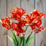 Hill Interiors Flame Orange Parrot Tulip faux stems with ruffled red and cream petals and green leaves, displayed against a pale wooden plank background.