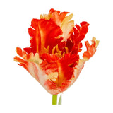 Hill Interiors Flame Orange Parrot Tulip faux stem with ruffled fringed petals in warm orange and cream tones on a green stem, shown on a white background.