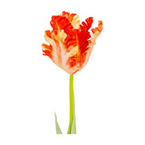 Hill Interiors Flame Orange Parrot Tulip faux stem with ruffled orange and cream fringed petals on a green stem, shown against a white background.