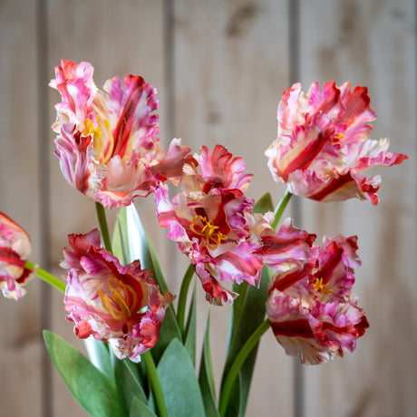 Hill Interiors Multi Pink Parrot Tulip faux stems with ruffled pink and cream fringed petals and green foliage, arranged against a pale wooden background.