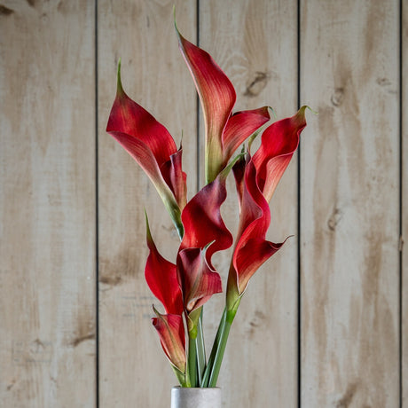 Hill Interiors Fireball Calla Lily faux stems in deep red with curled trumpet petals and green bases, displayed in a pale vase against wooden panelling.